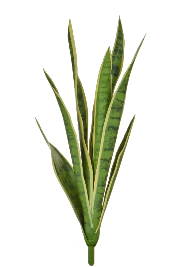 Image of Variegated Snake Plant - 62cm
