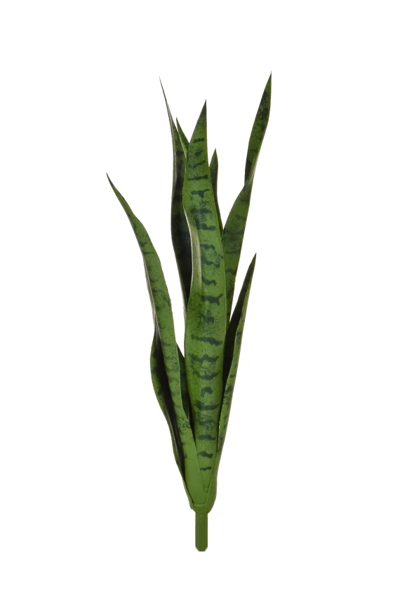 Image of Green Snake Plant - 62cm