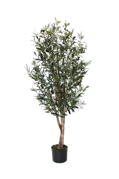 Image of Olive Tree - 150cm