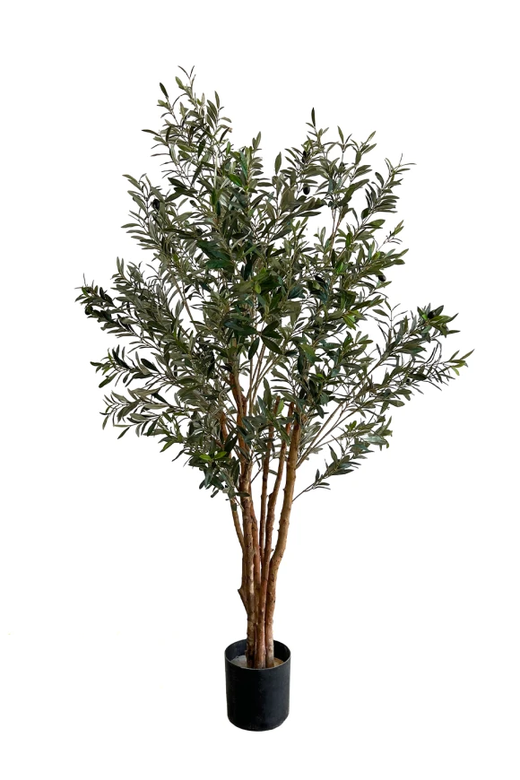 Image of NTT Olive Tree In Pot 180cm