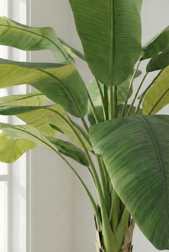 Artificial Banana Tree in Black Easington Pot - 350cm