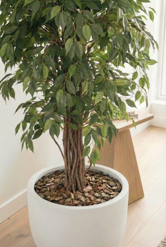 Artificial Ficus Liana in White Easington Pot - 180cm