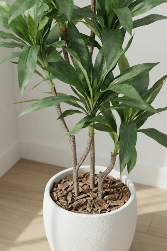 Artificial Cordyline in White Easington Pot - 150cm