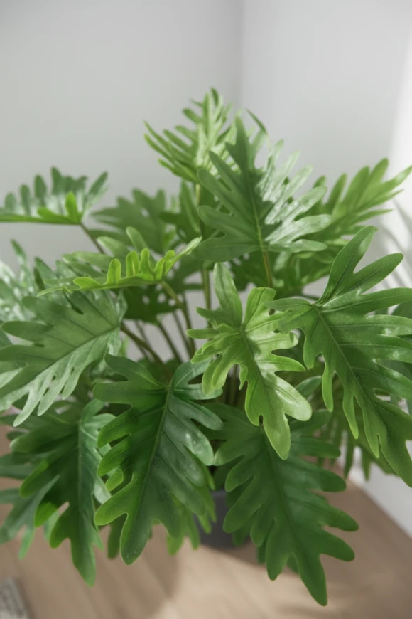 Artificial Philodendron in Black Easington Pot - 75cm