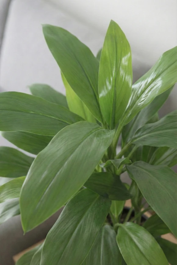 Artificial Cordyline in White Easington Pot - 75cm