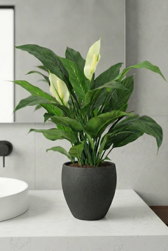 Artificial Peace Lily in Black Easington Pot - 70cm