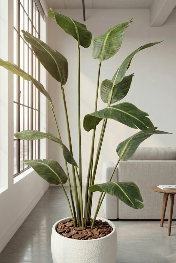 Artificial Traveller Palm in White Easington Pot - 210cm