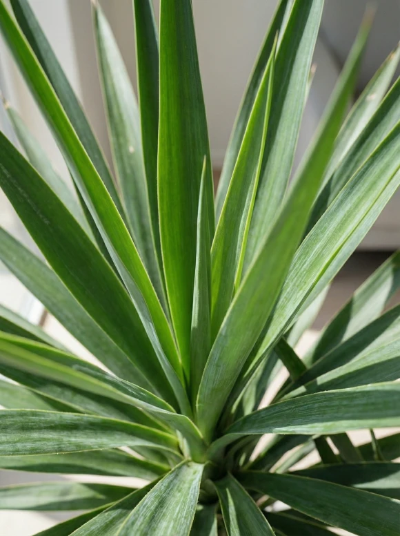 Artificial Yucca in White Easington Pot - 100cm