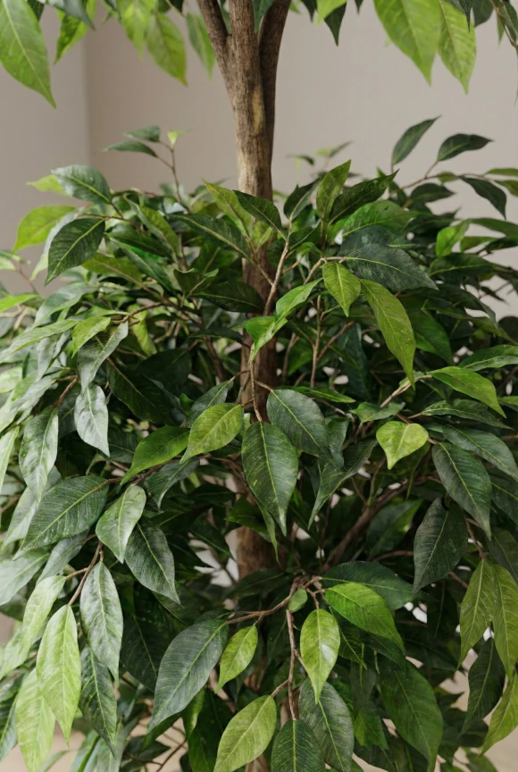 Artificial Ficus Liana in Black Easington Pot - 185cm
