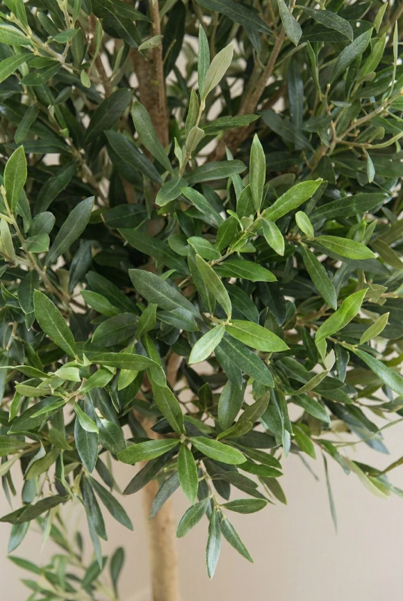 Artificial Olive Ball in Black Easington Pot - 150cm