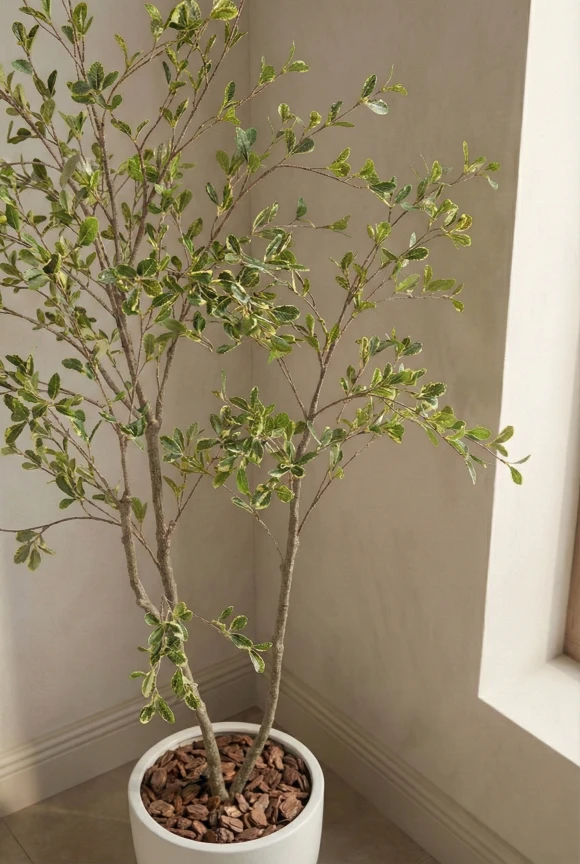 Artificial Bucida Tree in White Easington Pot - 150cm