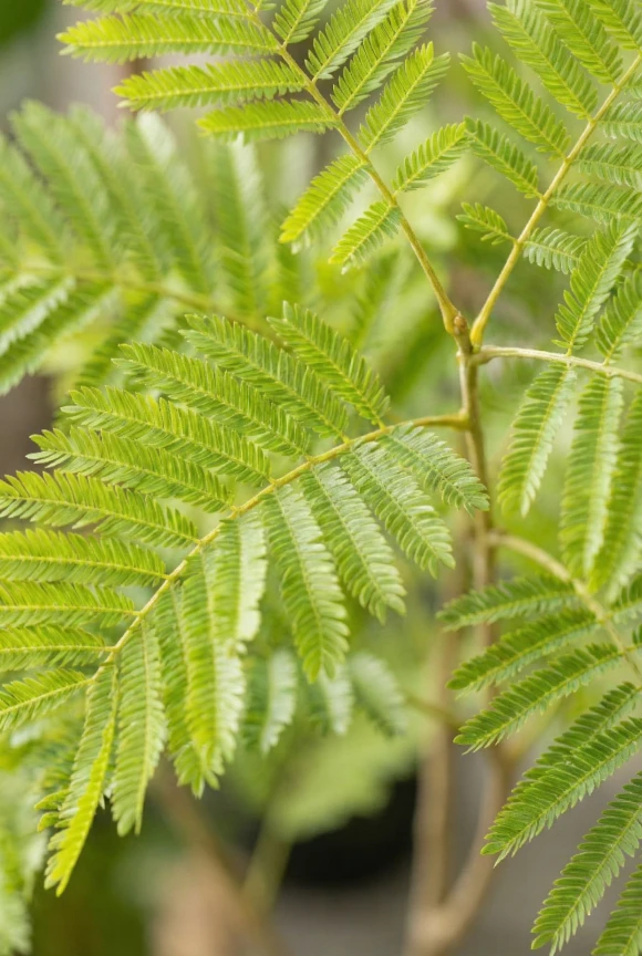 Artificial Jacaranda Tree in Black Easington Pot - 180cm