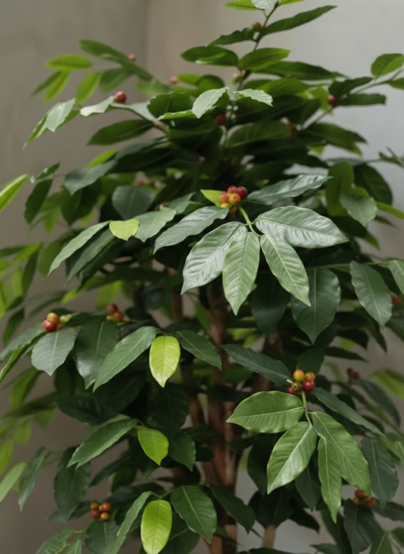 Artificial Coffee Tree in Mocha Earle Dumpy Pot - 150cm