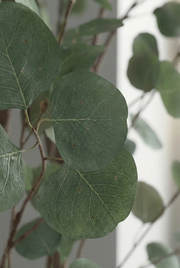 Artificial Eucalyptus Tree in White Easington Pot - 240cm