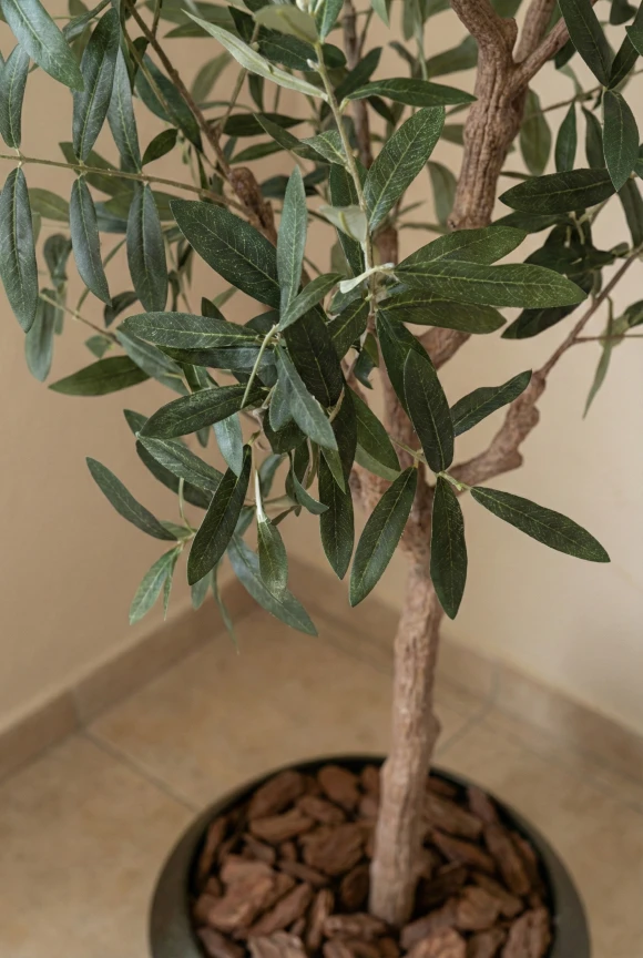 Artificial Olive Tree in Mocha Earle Dumpy Pot - 180cm