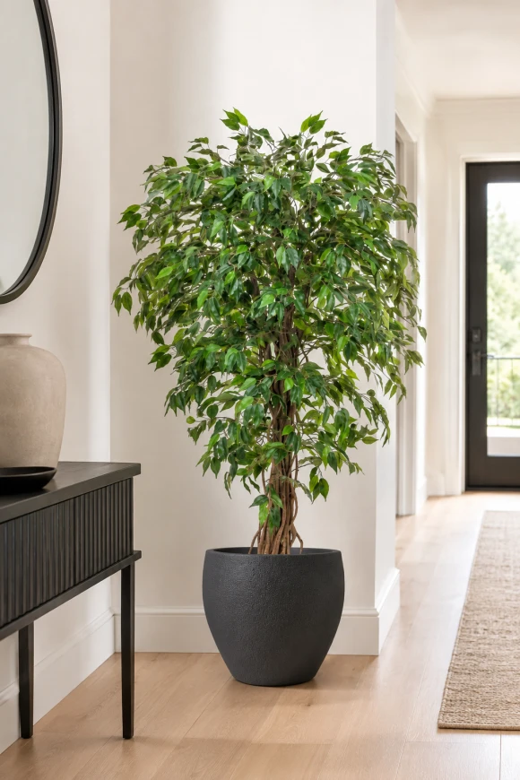 Image of Artificial Ficus Liana in Easington Pot - 150cm