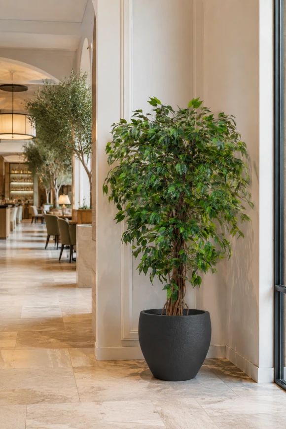 Image of Artificial Ficus Liana in Easington Pot - 150cm