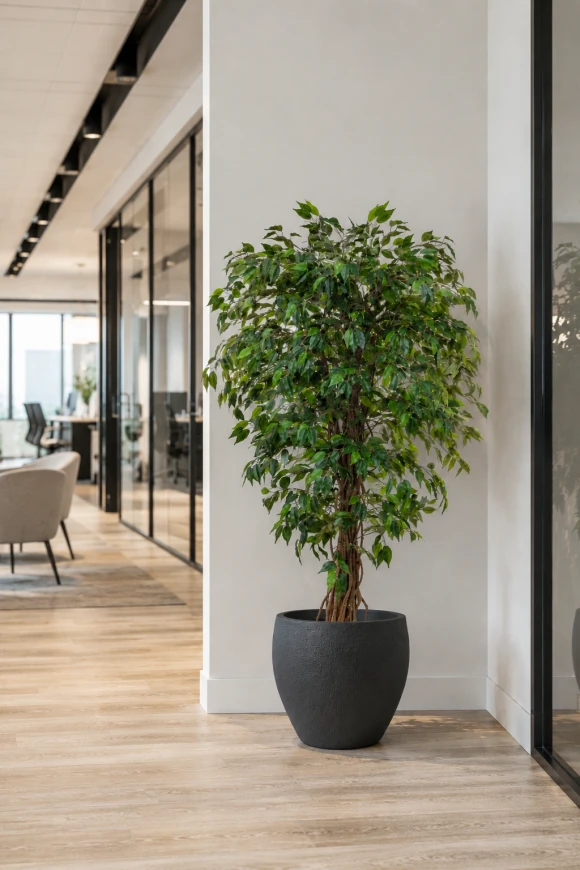 Image of Artificial Ficus Liana in Easington Pot - 150cm