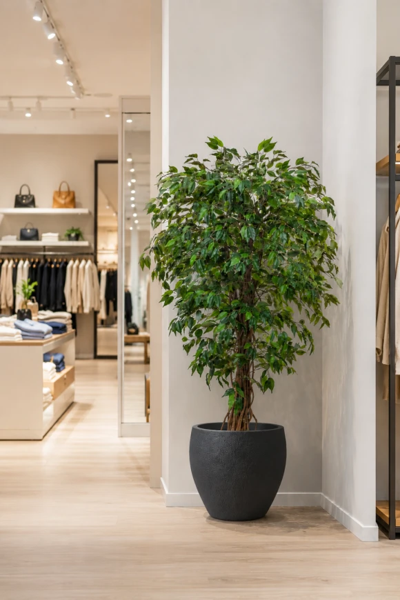 Image of Artificial Ficus Liana in Easington Pot - 150cm