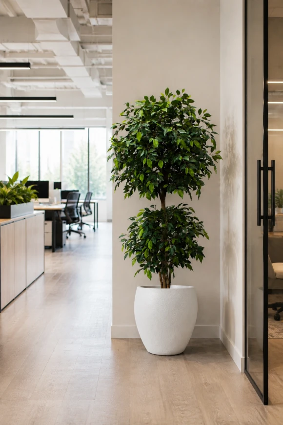 Image of Artificial Ficus Liana in Easington Pot - 185cm