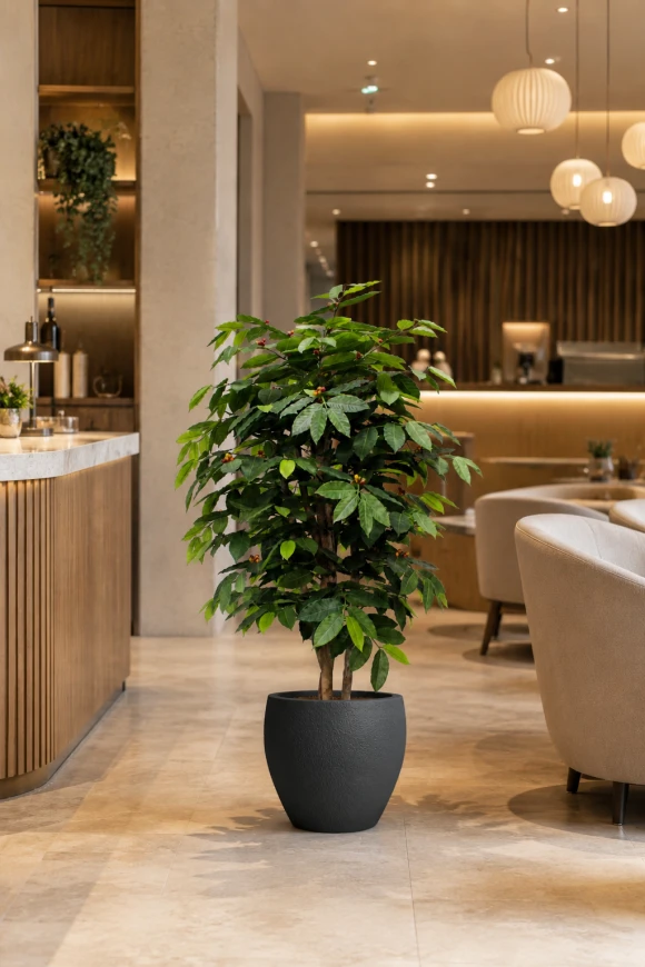 Image of Artificial Coffee Tree in Easington Pot - 150cm