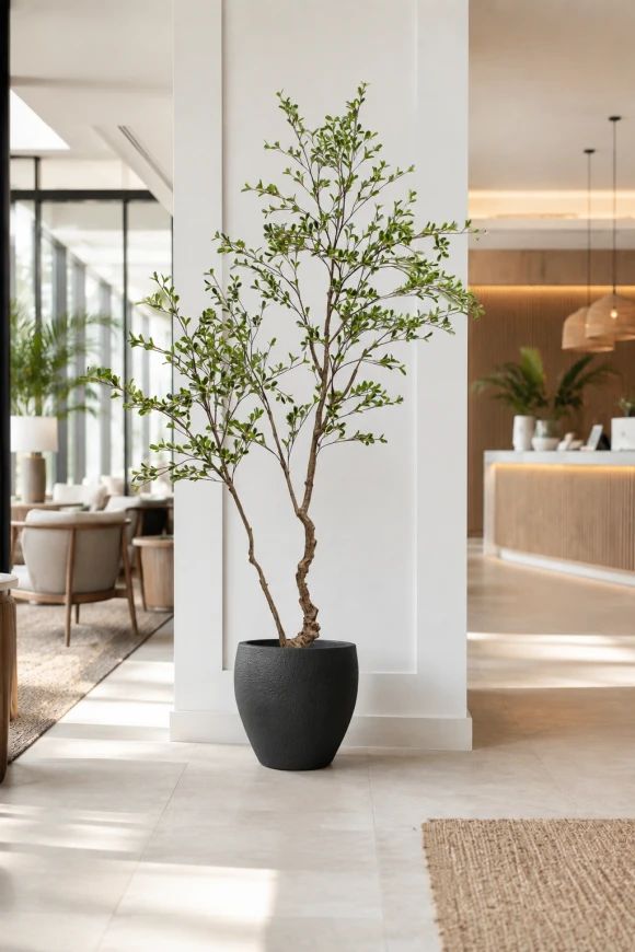 Image of Bucida Tree in Easington Pot - 210cm