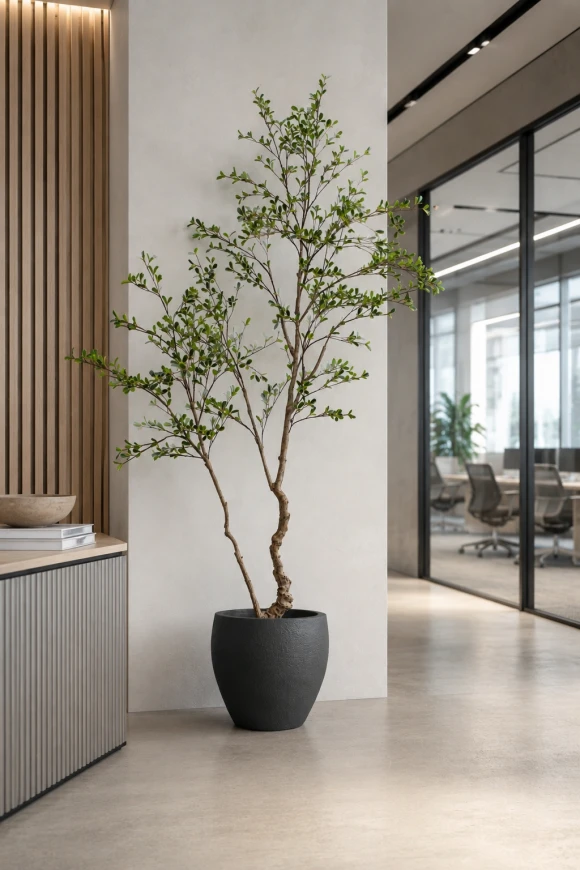 Image of Bucida Tree in Easington Pot - 210cm