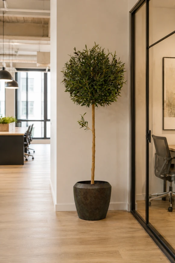 Image of Artificial Olive Ball Tree in Earle Dumpy Pot - 150cm