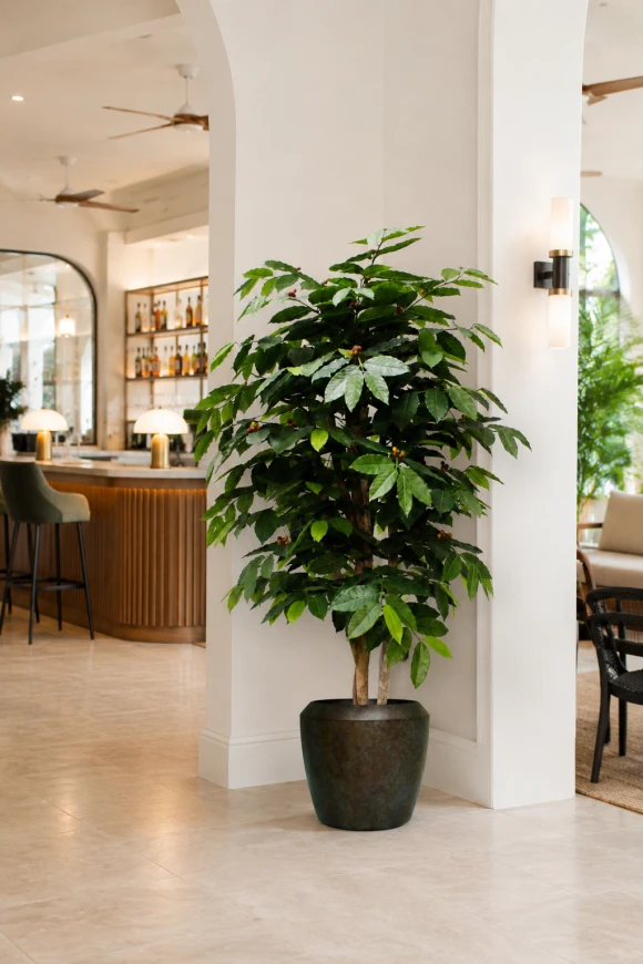 Image of Artificial Coffee Tree in Earle Dumpy Pot - 150cm