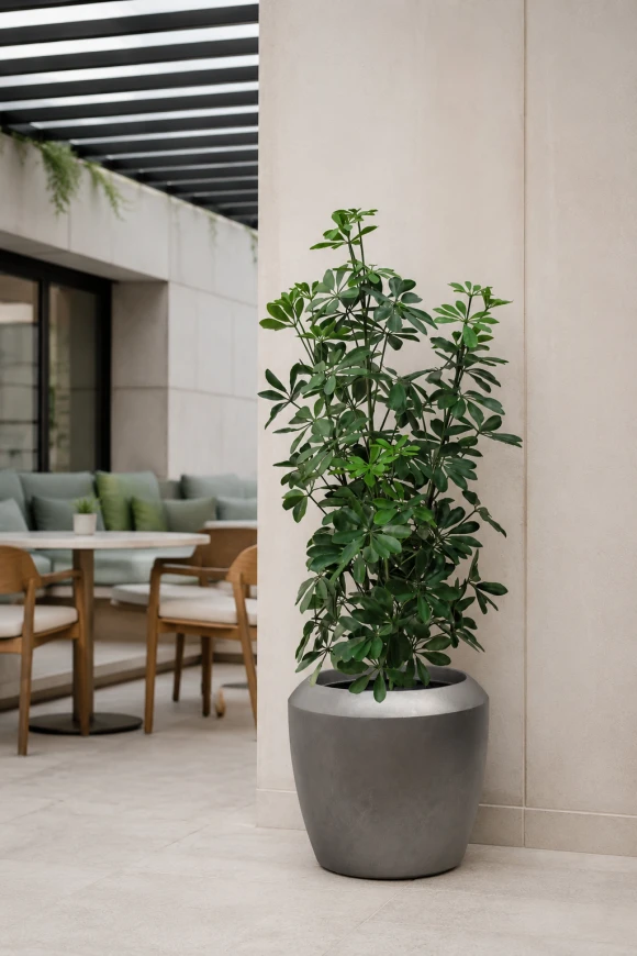 Image of Outdoor Artificial Pittosporum in Earle Dumpy Pot - 120cm