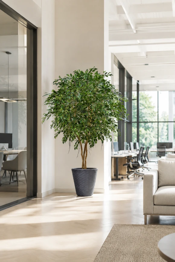 Image of Artificial Ficus Tree on Natural Multi Stems - 300cm
