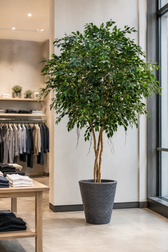 Image of Artificial Ficus Tree on Natural Multi Stems - 300cm