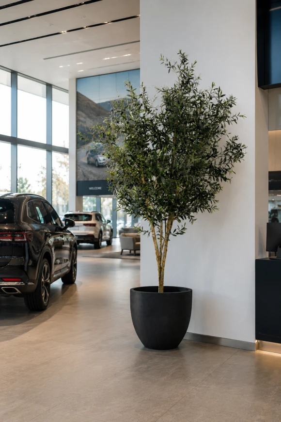 Image of Artificial Olive Tree on Natural Multi Stems - 300cm