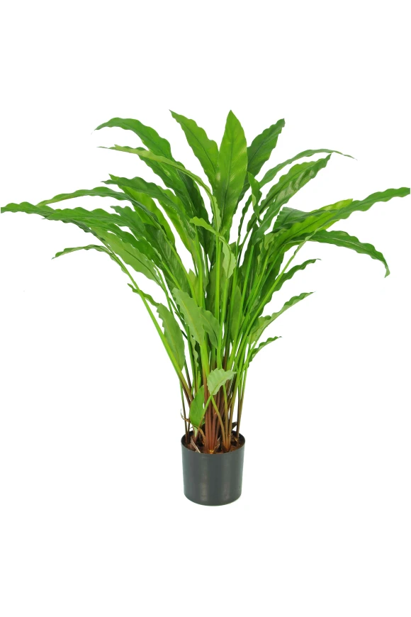Image of Calathea - 84cm