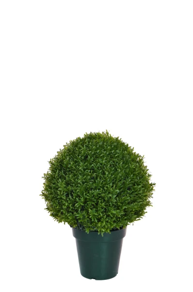Image of Rosemary Ball - Small