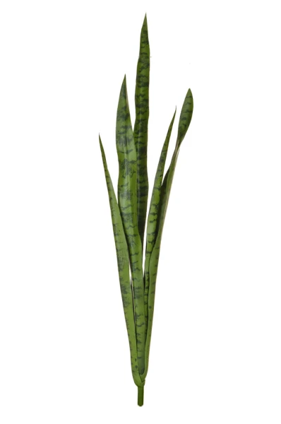 Image of Snake Plant, Green - 107cm