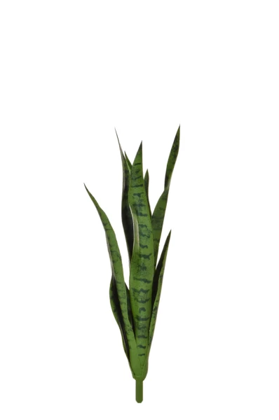 Image of Snake Plant, Green - 62cm