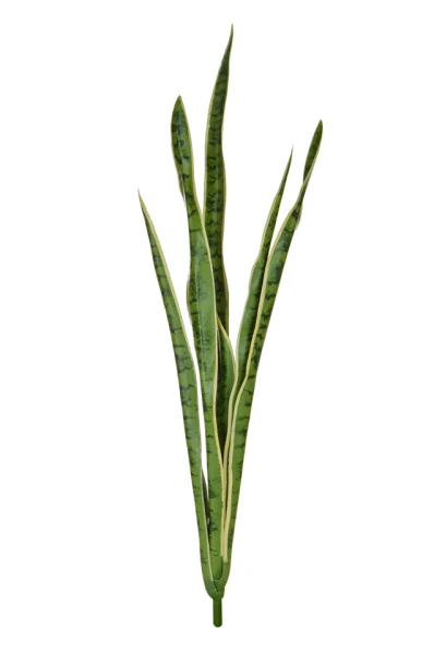 Image of Snake Plant, Variegated - 107cm