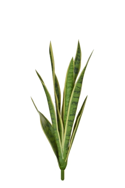 Image of Snake Plant, Variegated - 62cm