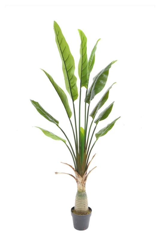 Image of Traveller's Palm - 150cm
