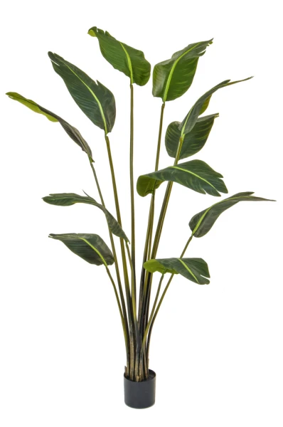 Image of Traveller's Palm - 210cm