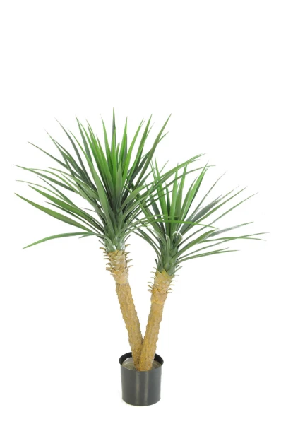 Image of Yucca - 100cm