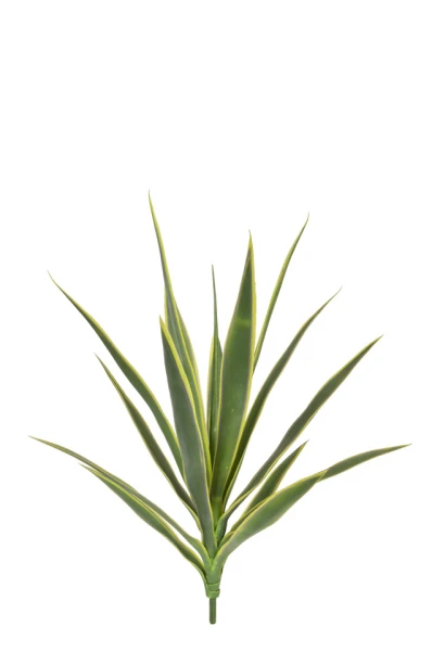 Image of Yucca - 59cm