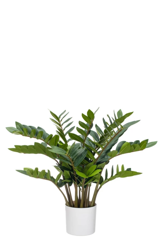 Image of Zamio Zami - 75cm