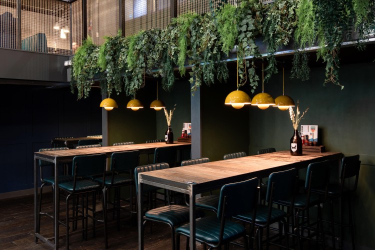Hanging plants in a bar