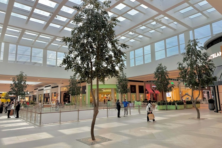 ficus trees in Dubai Hills Mall